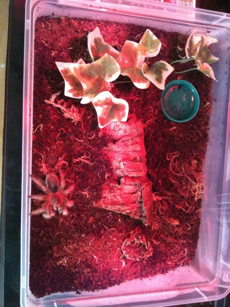 My new T's - Regalis and chili rose IMG_5006