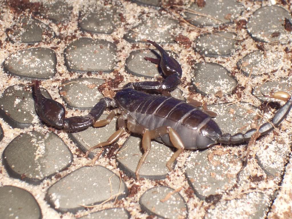 Euscorpius flavicaudis Discussion Thread   IMG_5128