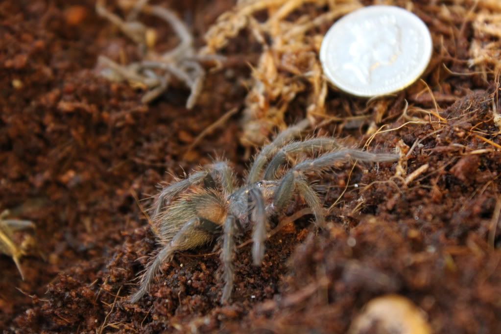 Lasiodora parahybana  IMG_1879