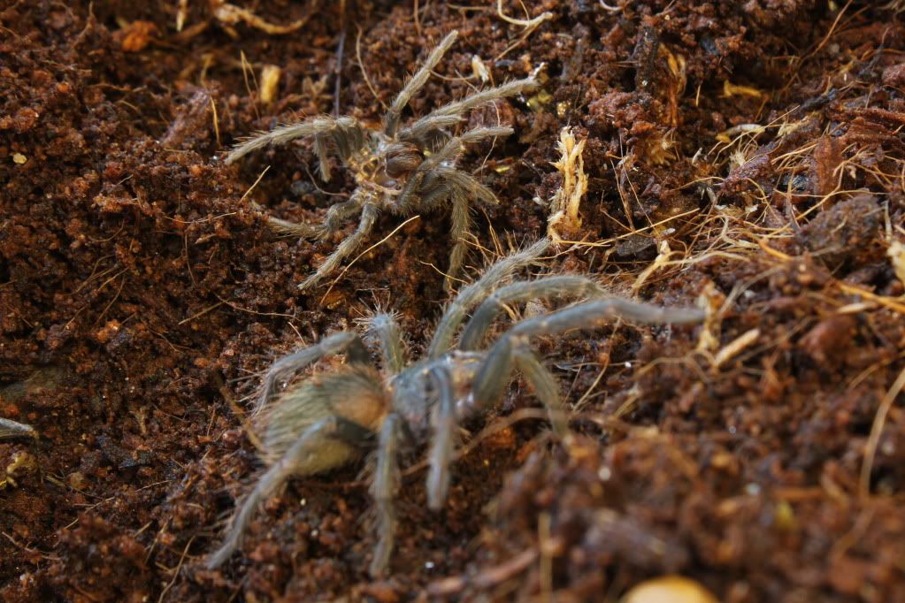 Lasiodora parahybana  IMG_1894