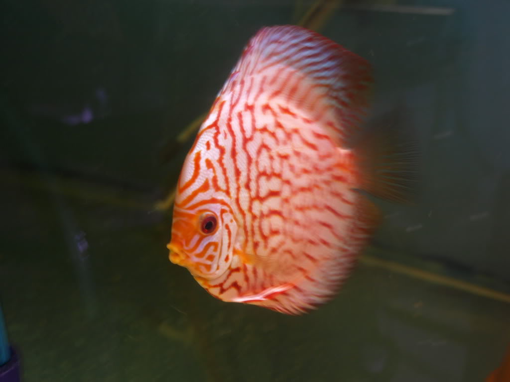 Fotogaleria - Discus - Página 2 PC032127