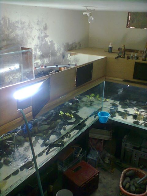 limpieza en mi acuario Sifoneo_zpsca70b6dc