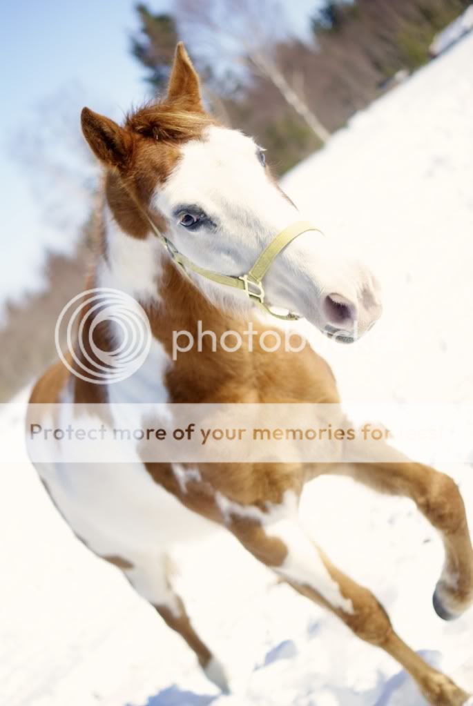 My horses and I from the winter. DSC00848