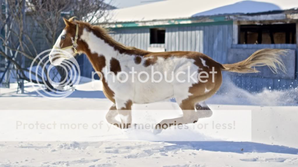 My horses and I from the winter. DSC00893