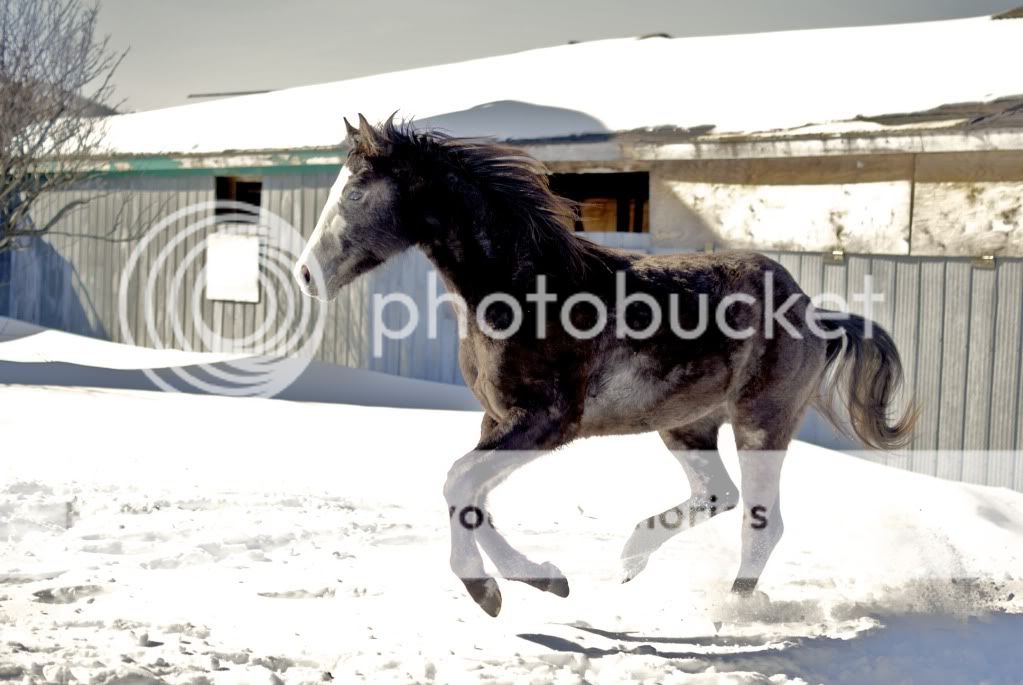 My horses and I from the winter. DSC00896