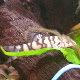 Loach