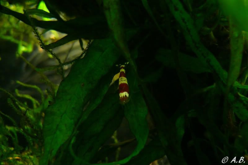 Loaches 4ft ADA style tank & Loaches Shrimp :-) - Page 2 SGradeCRSinNLJF