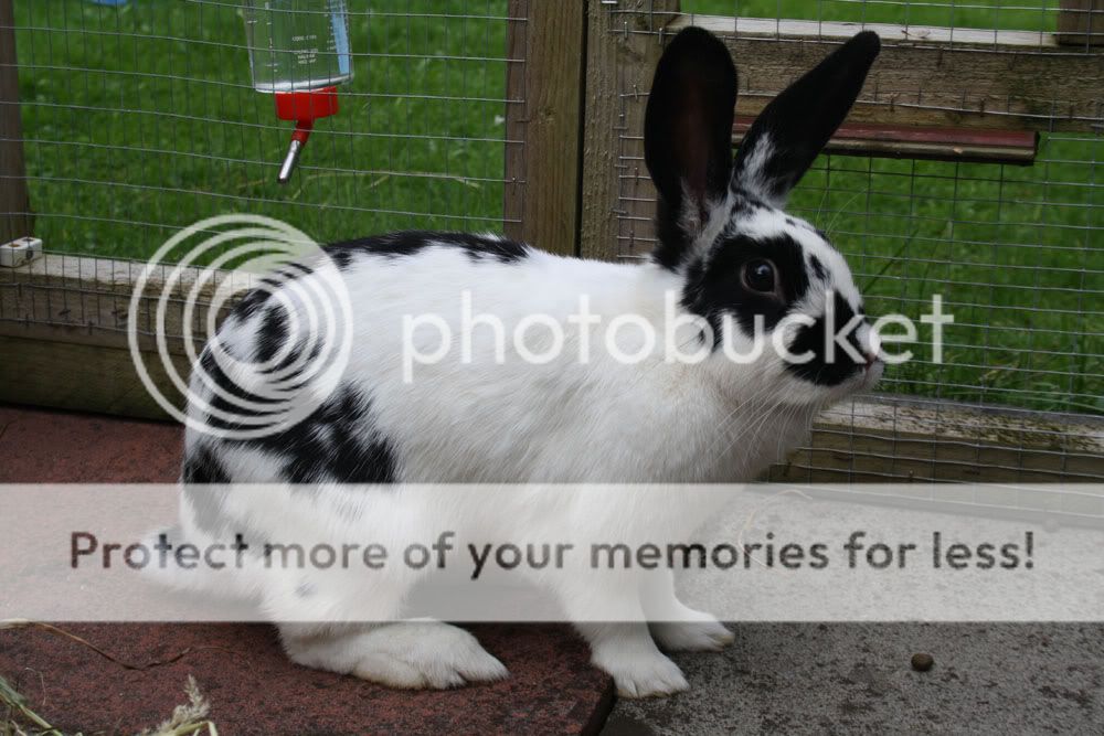 Happy and Harley, bonded pair, Edinburgh Happysmall