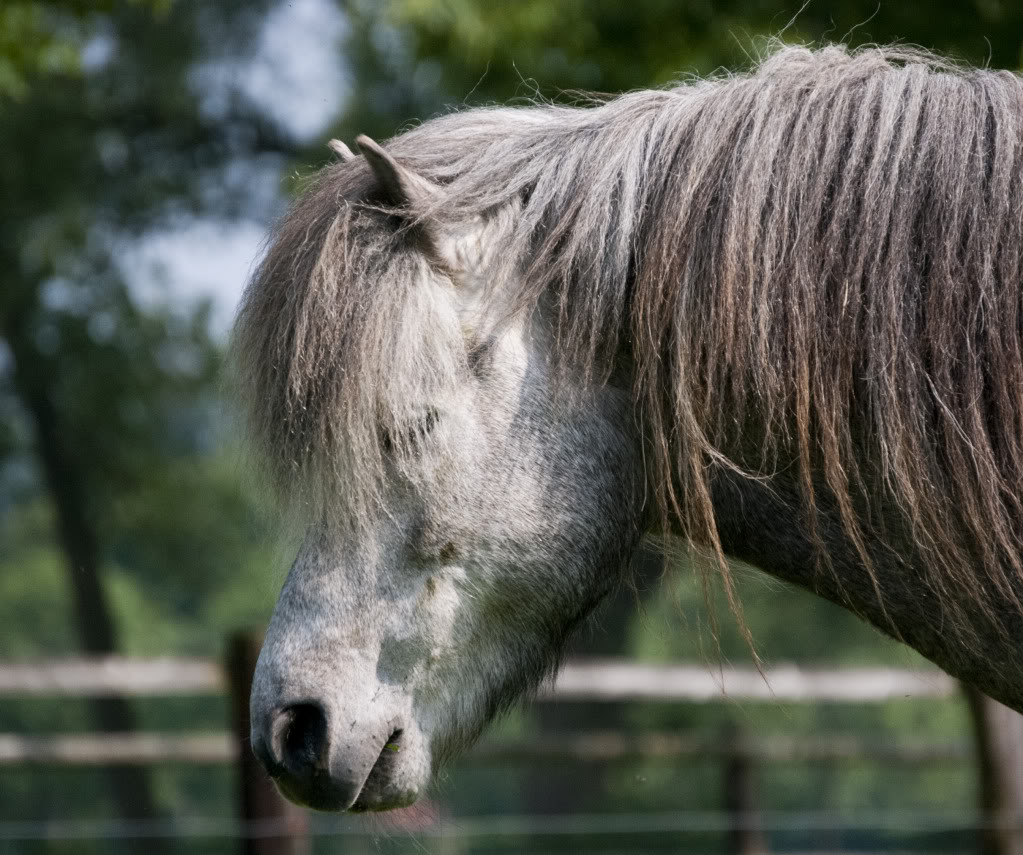 Was ist eure Lieblings Pferde Rasse? Vindur017