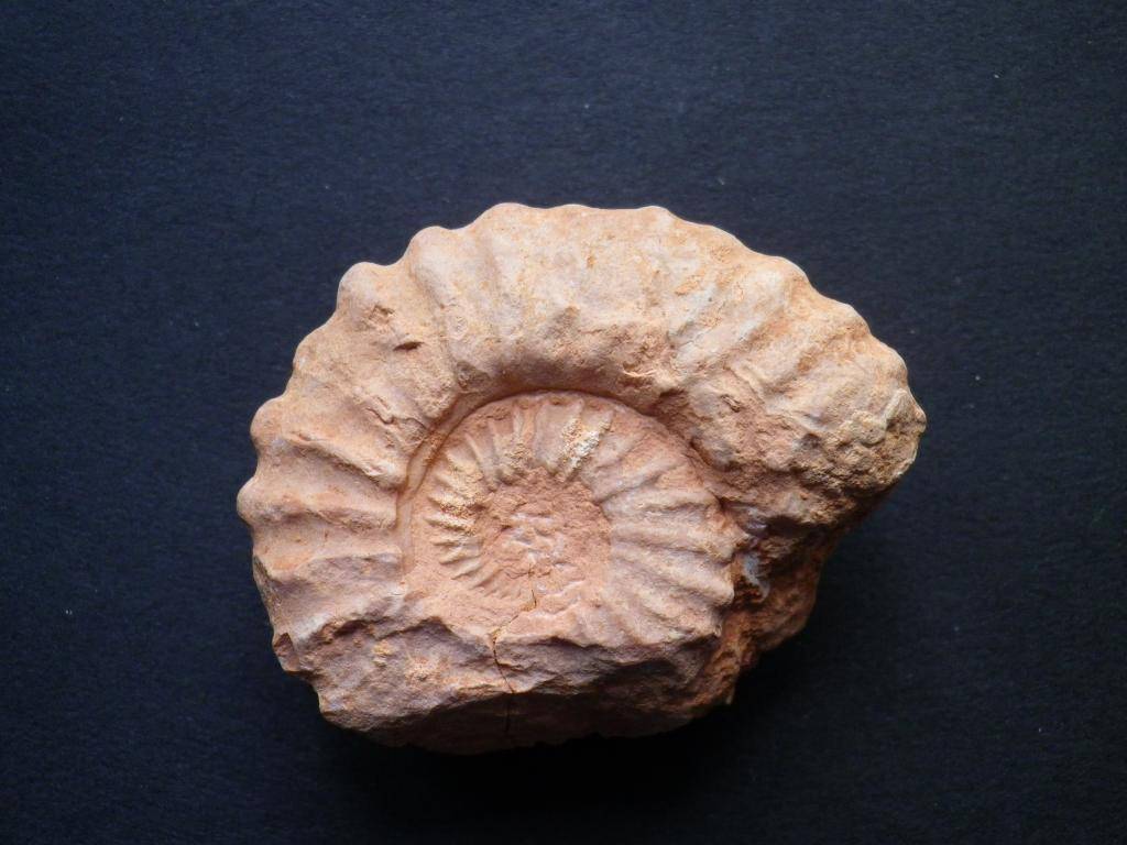 Ammonites del Jurásico superior IMGP0040_zps6c0cc370