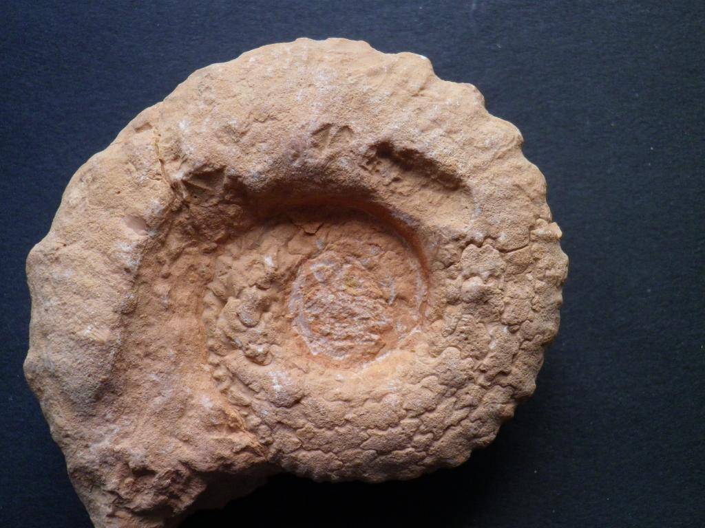 Ammonites del Jurásico superior IMGP0046_zpscc48dcea