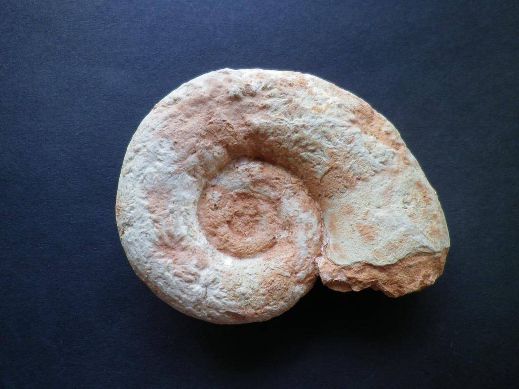 Ammonites del Jurásico superior IMGP0065_zps7cb41461