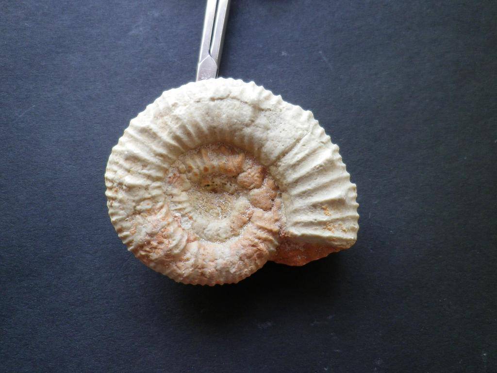 Ammonites del Jurásico superior IMGP0067_zps505332c1
