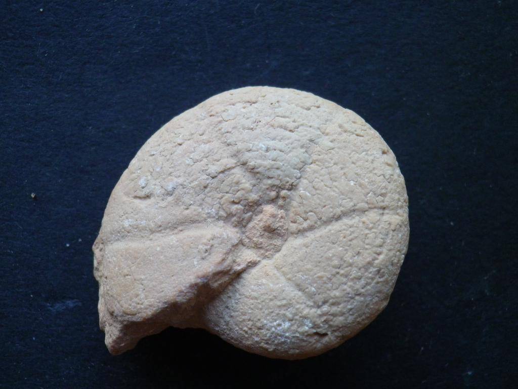Ammonites del Jurásico superior IMGP0117_zps94cb1243
