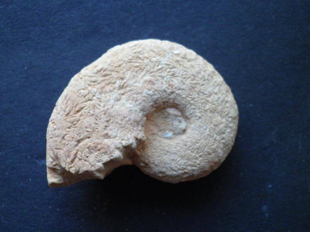 Ammonites del Jurásico superior IMGP0122_zpsf8958bb6