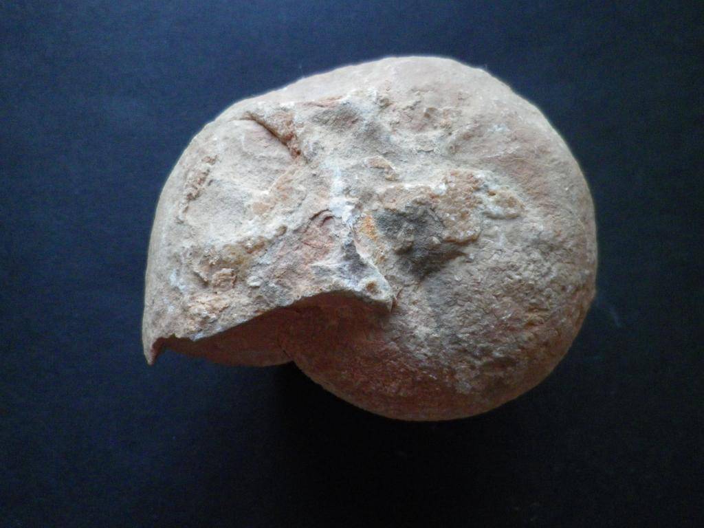 Ammonites del Jurásico superior IMGP0132_zps424f5d52
