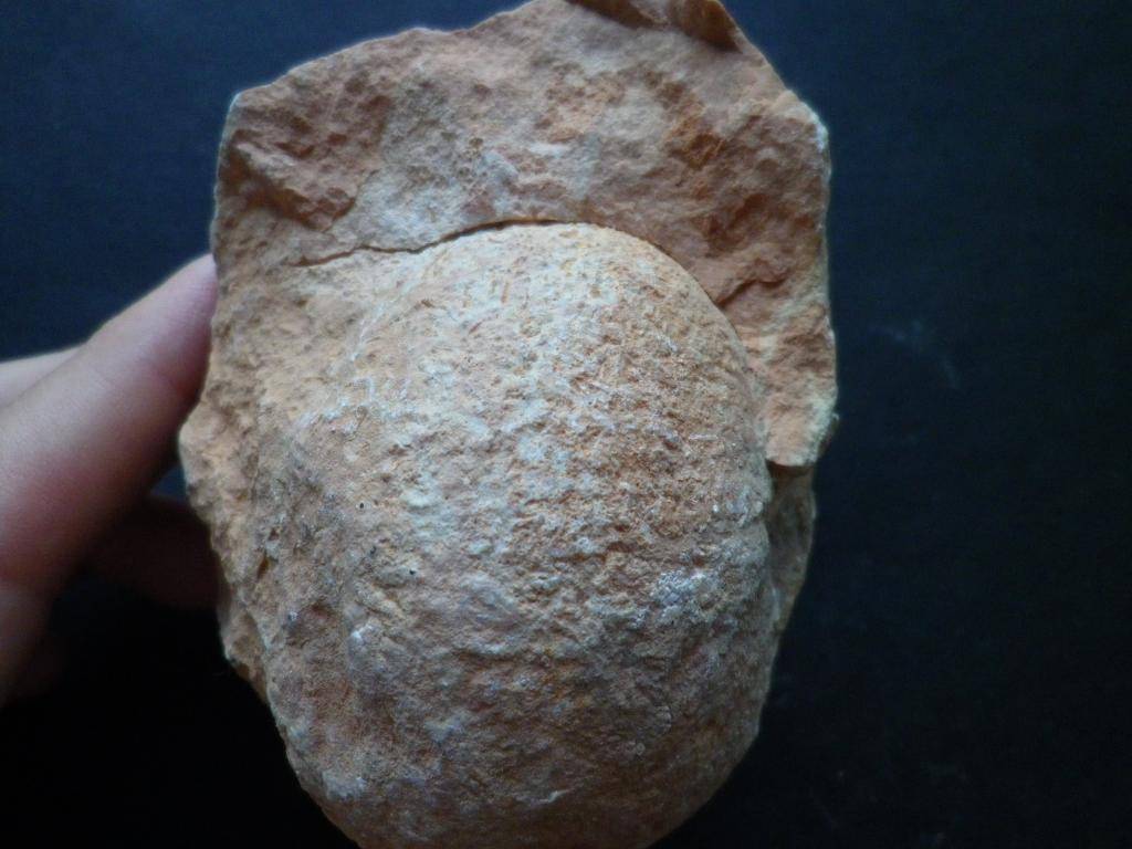 Ammonites del Jurásico superior IMGP0133_zps44529921