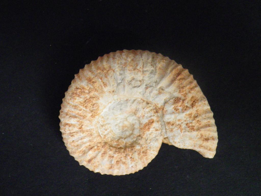 Ammonites del Jurásico superior IMGP0569_zpsae4119f0