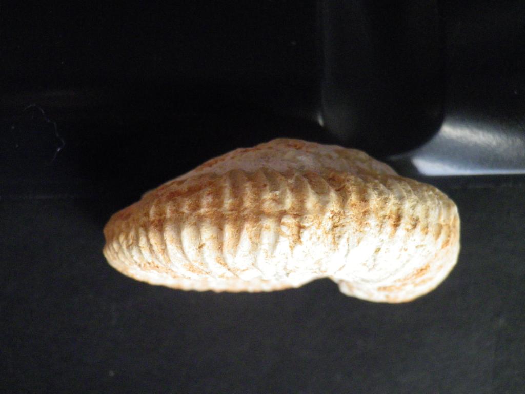 Ammonites del Jurásico superior IMGP0573_zps19268413