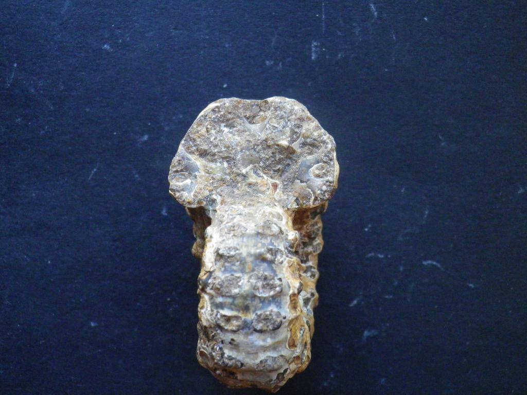 Ammonites de Madagascar IMGP0647_zps15d9385e