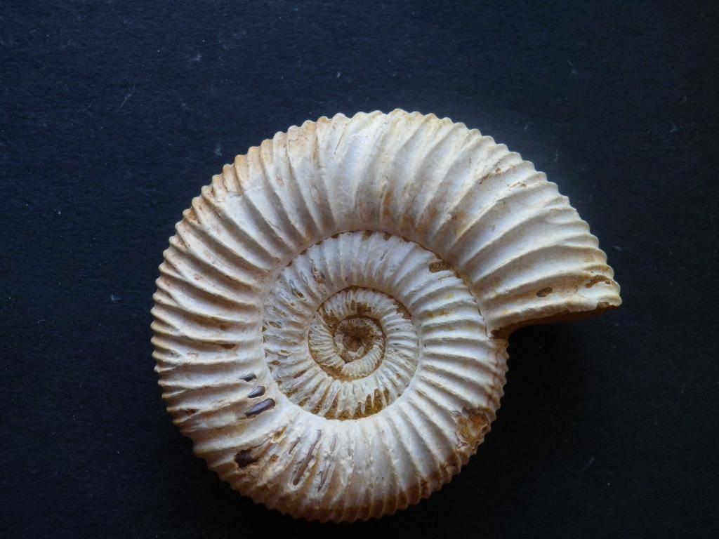 Ammonites de Madagascar IMGP0649_zpsd57f18c8