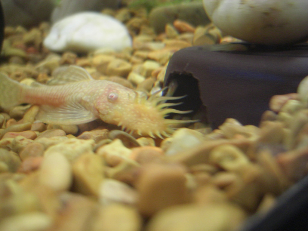 My new albino male 8) 015