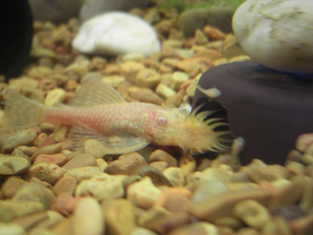 Albino bn fry on the lam! 037