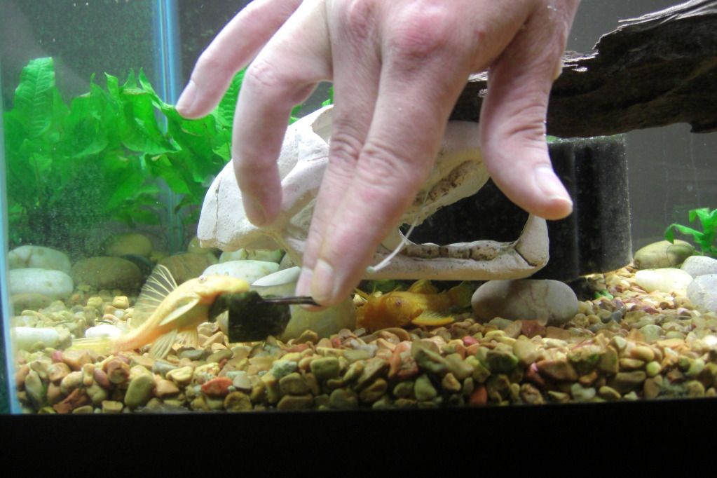 Handfeeding Bristlenose Feedinghoney003