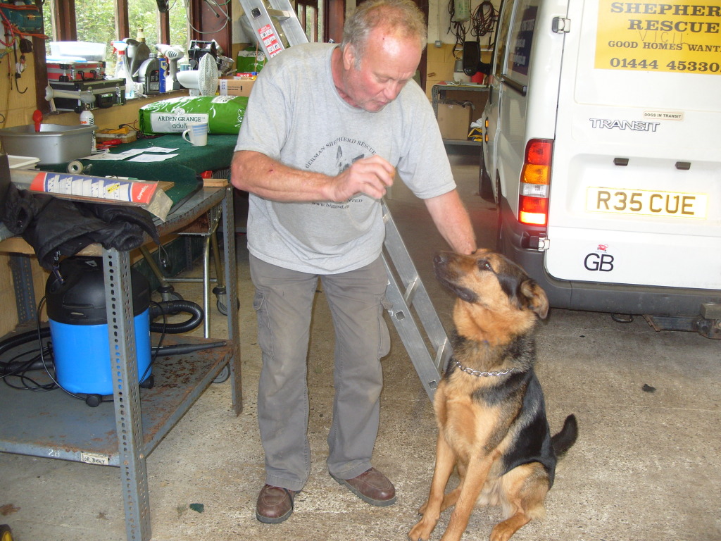 Seamus - GSDxRottie pup homed S1051179