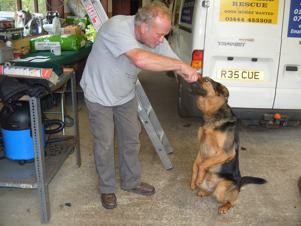 Seamus - GSDxRottie pup homed S1051181