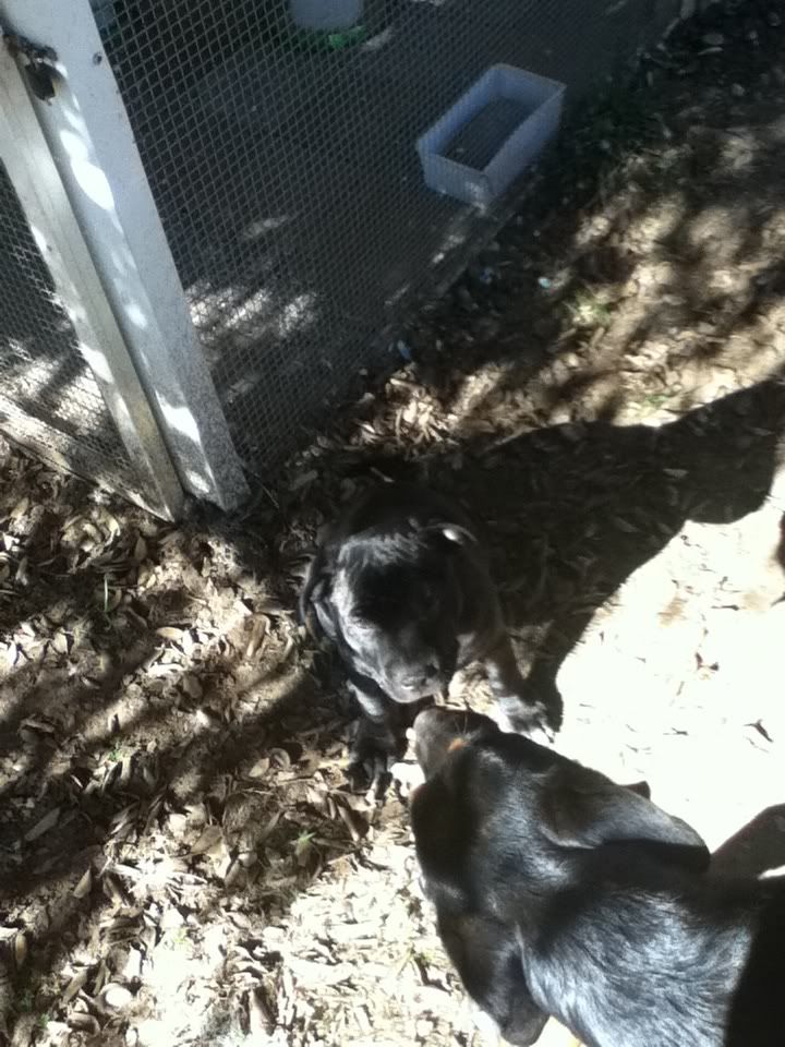 candy out the back with the rotties A3ba2a7f