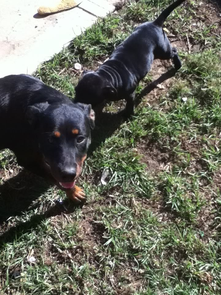 candy out the back with the rotties B205eeab
