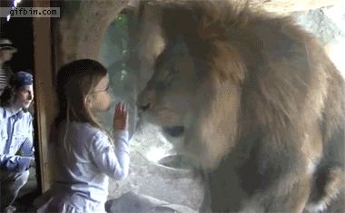 Last one to post wins! - Page 5 GIF_Little_girl_vs_lion_at_the_zoo