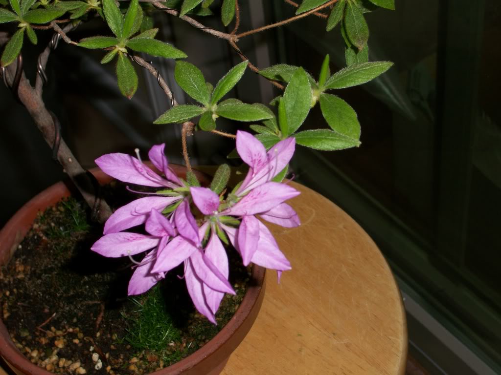 Azalea Winter flowers 03-19-10065