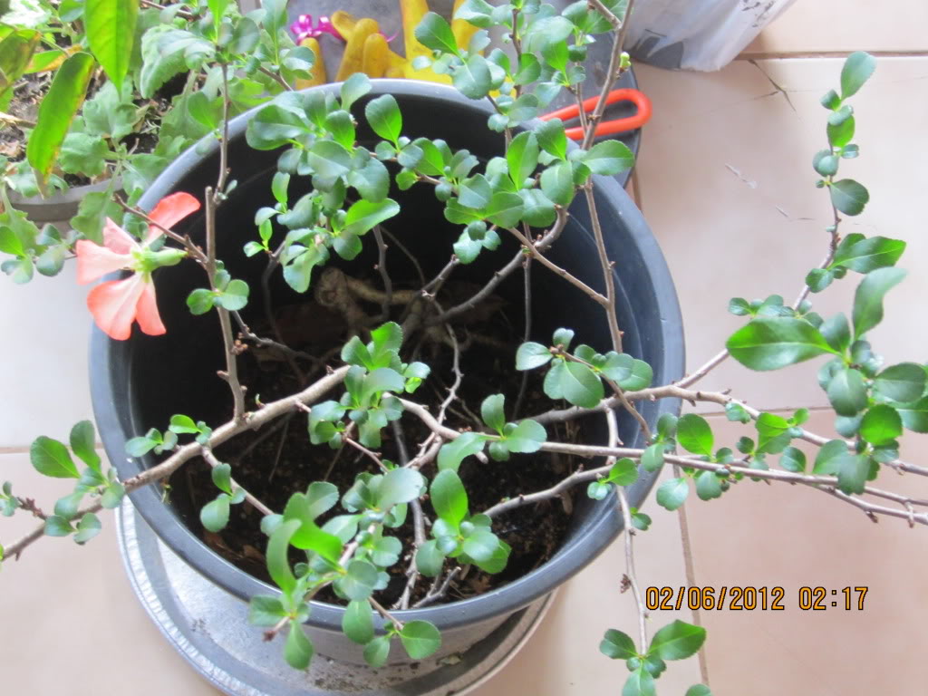 Flowering quince Floweringquince001