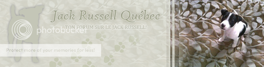 JackRussellQuébec