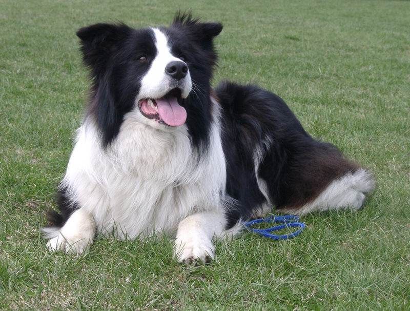 .Alice Longbottom. Border_collie