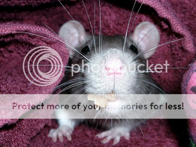 Your favourite ratty photo <3 0001