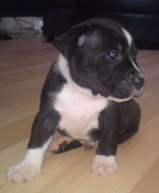 my new pups nearly 5 weeks old and their parents DSC03503