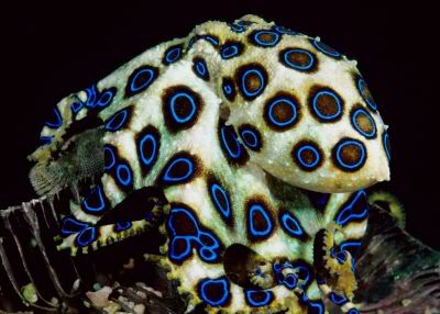 Most interesting Aquatic animal contest Blue-ringed-octopus-1