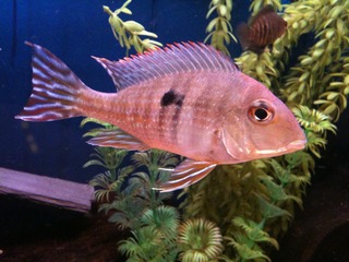 my Geophagus tapajos i got as a BARGAIN! MygeophagusTapajos