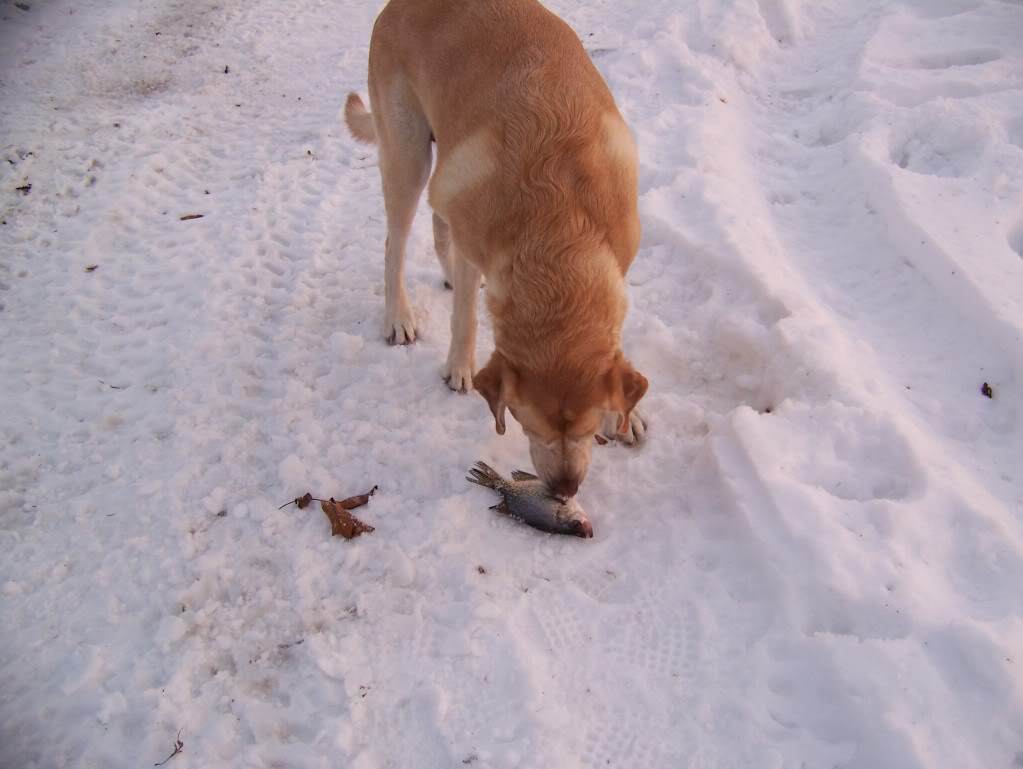 Fox Lake Ice Fishing Report Picture025