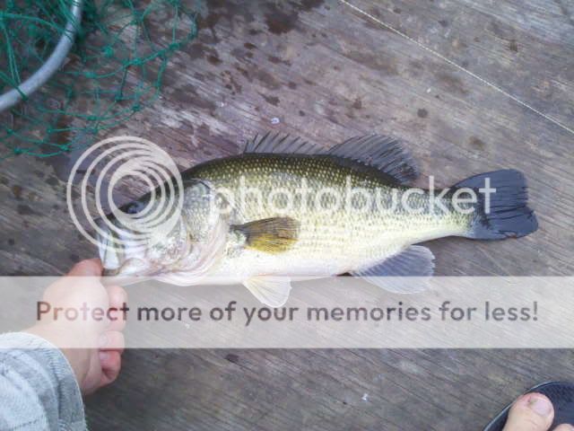 A couples fish from fox lake and Beaver dam lake. Cellphone053