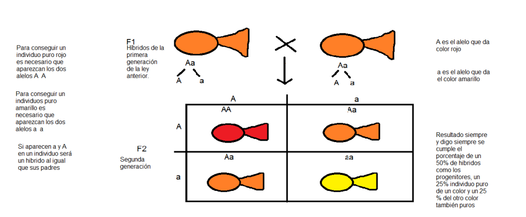 Genética en nuestro acuario 2leymendelfinal