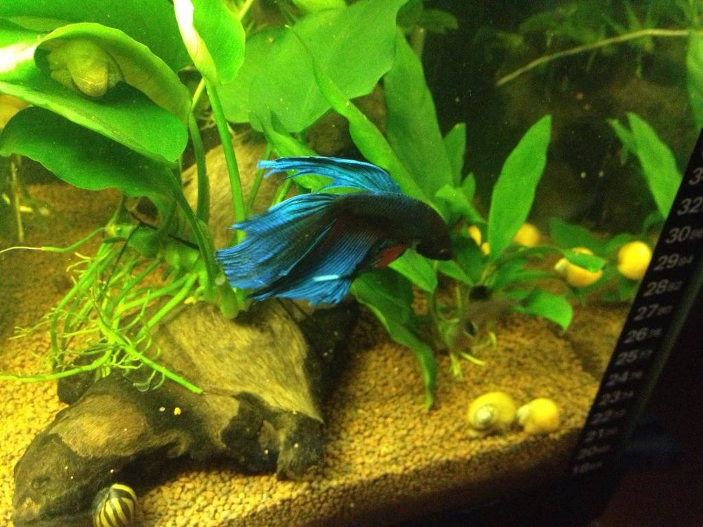 mis bettas IMG_07401