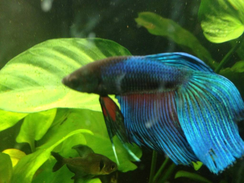 mis bettas IMG_07481