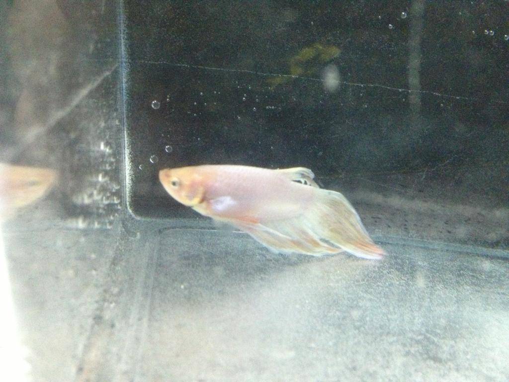 mis bettas IMG_10321