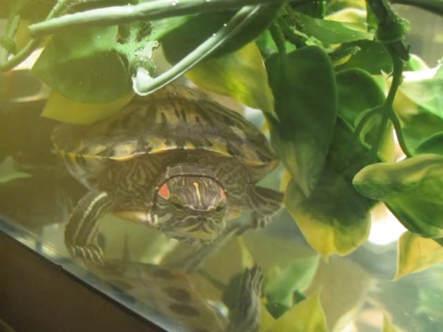 Ma tortueeee ! :) IMG_0882