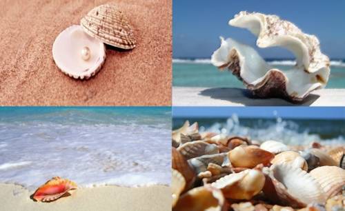 Painting Recolour Set: Shells  ShellsPaintingsSteffyDee_zps89e49b39