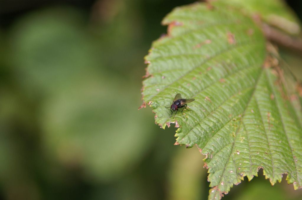 Macro champêtre PICT0009_zps52c7411b